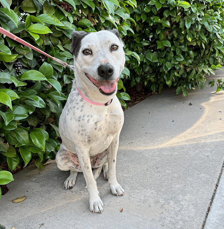 Layla - Dog available for adoption